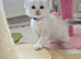 GCCF Registered Pedigree Ragdoll