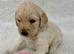 Fantastic Goldendoodle babies!