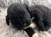 5 beautiful shihpoo puppies