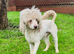 Poodle