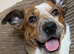 Adorable Mixed Breed Puppies – Well Raised, Health Checked, Ready Sept