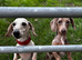 Pedigree miniature Isabella and tan girl