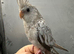 Hand reared baby cockatiels available