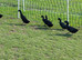 Cayuga cross duckling