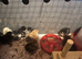 I have many mixed breed chickens.