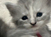 Stunning tica registered full pedigree mainecoon kittens both parents fully health tested