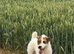Parson Russell Bitch pup £950 last one