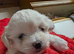 2 puppies Bichons maltese