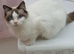Ragdoll