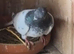 Budapest pigeons