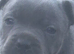 Blue Staffy kc with papers