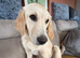 Woody is looking for his forever home