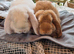 Gorgeous mini lops