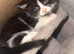 Domestic Kitten