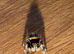 i4 bahamas jumping spider unsexed