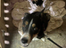 Border collie puppy’s
