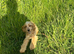 Show cocker spaniel female 6months old