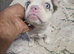 Buldog francez flafi