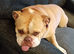 Female english bulldog