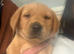 Labrador retriever puppies