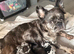 3 stunning MERLE french bulldogs !