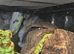 TRADE FOR TARANTULAS Cyrtopodion scabrum, rough-tailed gecko and 1 male crested gecko