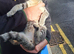 Beautiful mix cat