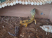 Male Lepord gecko