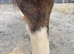 2 year old gelding