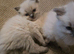 1 girl 1 boy left  Beautiful ragdoll kittens