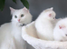 Turkish Angora