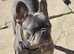 girl Frenchy for sale
