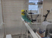 Young budgies pair in London