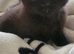 Gorgeous black kitten last one