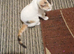 Two female kitten looking for a loving home