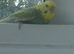 Pair of budgies
