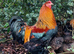 Quality Hatching Eggs &ndash; From a Small Independent Breeder   Hi there   I&rsquo;m a small, self-owned chicken breeder producing strong, healthy birds and high