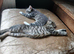 Gorgeous kittens