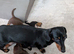 Dachshund puppies