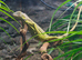 Lovely friendly lime green iguana
