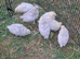 7 unsexed Lavender Aracana chicks