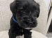 Stunning KC reg black miniature schnauzer puppies