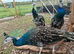 Black shoulder peacocks for sale