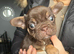 8 gorgeous French bulldogs for sale