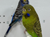 Black face Budgies for sale