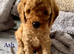 Adorable Cavapoo