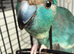 Blue pied kakarikis