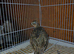 Mearn/montizuma quail