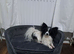 Beautiful papillon puppies