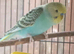 Bonded pair of budgies